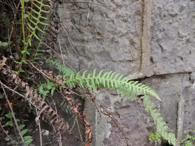 Blechnum australis (6)