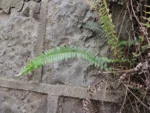 Blechnum australis (3)