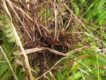 Austroblechnum penna-marina (28)
