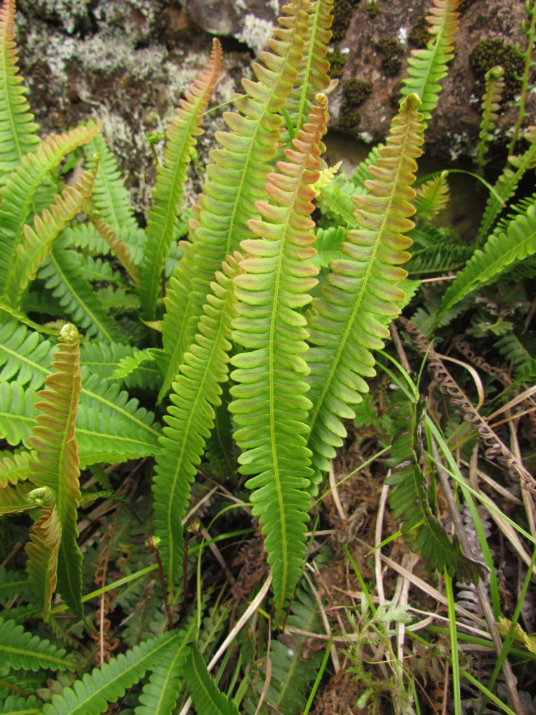 Austroblechnum penna-marina (23)