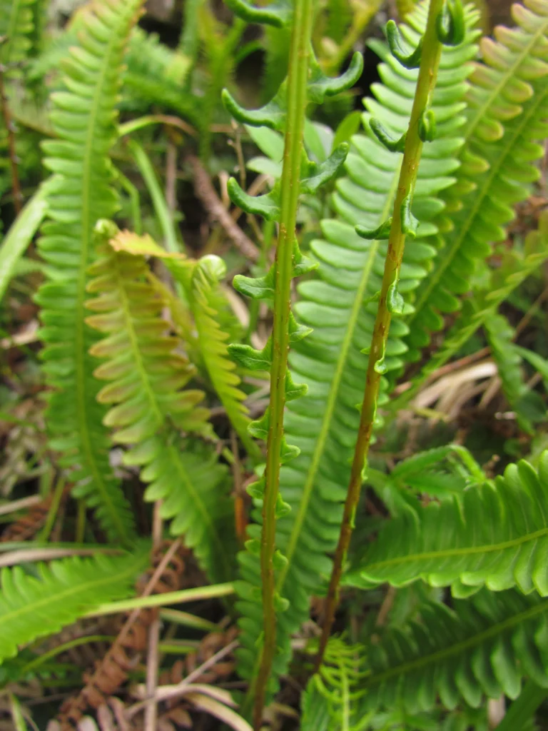Austroblechnum penna-marina (22)