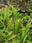 Austroblechnum penna-marina (19)