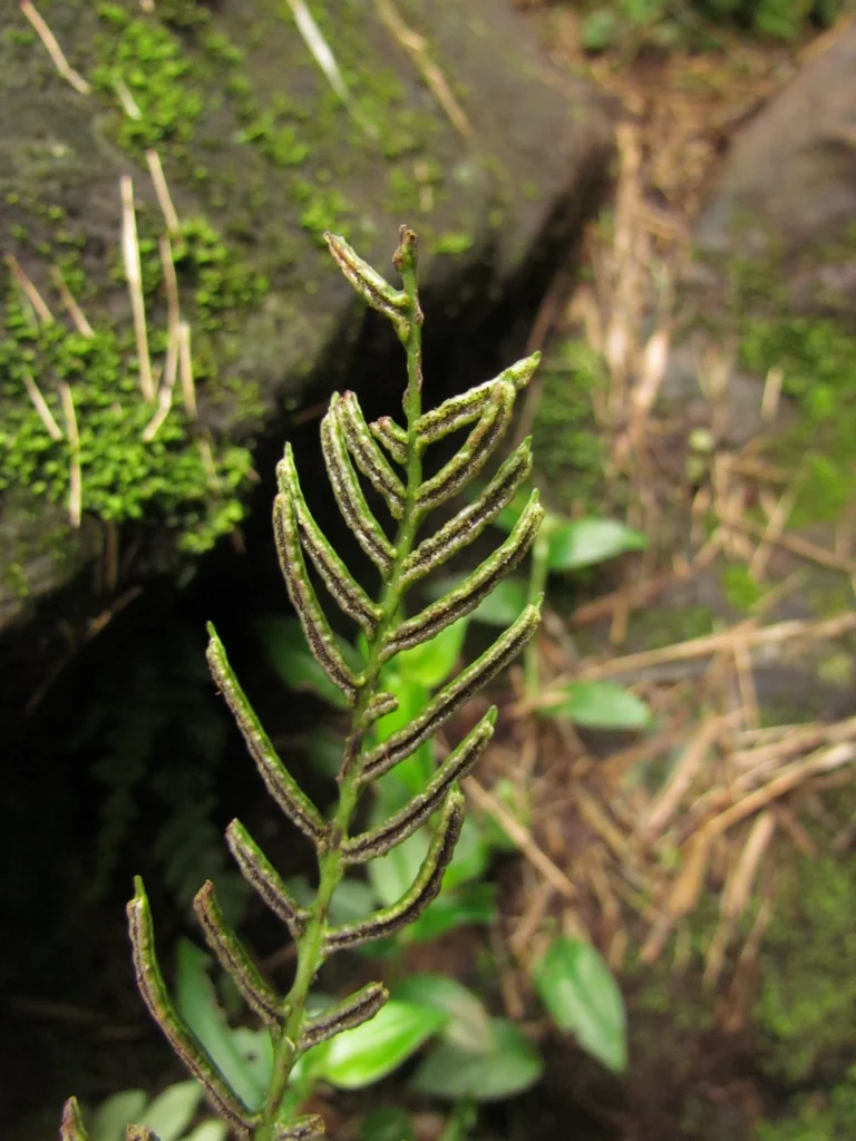 Austroblechnum penna-marina (16)