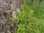 Austroblechnum penna-marina (17)