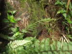 Austroblechnum penna-marina (15)
