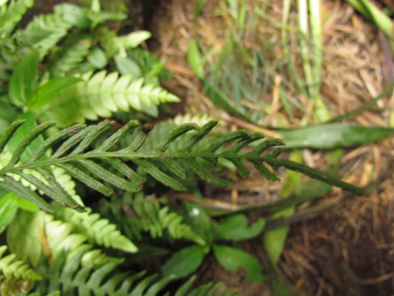 Austroblechnum penna-marina (13)