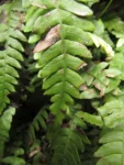 Austroblechnum penna-marina (10)