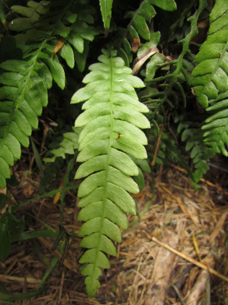 Austroblechnum penna-marina (8)