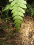 Austroblechnum penna-marina (9)