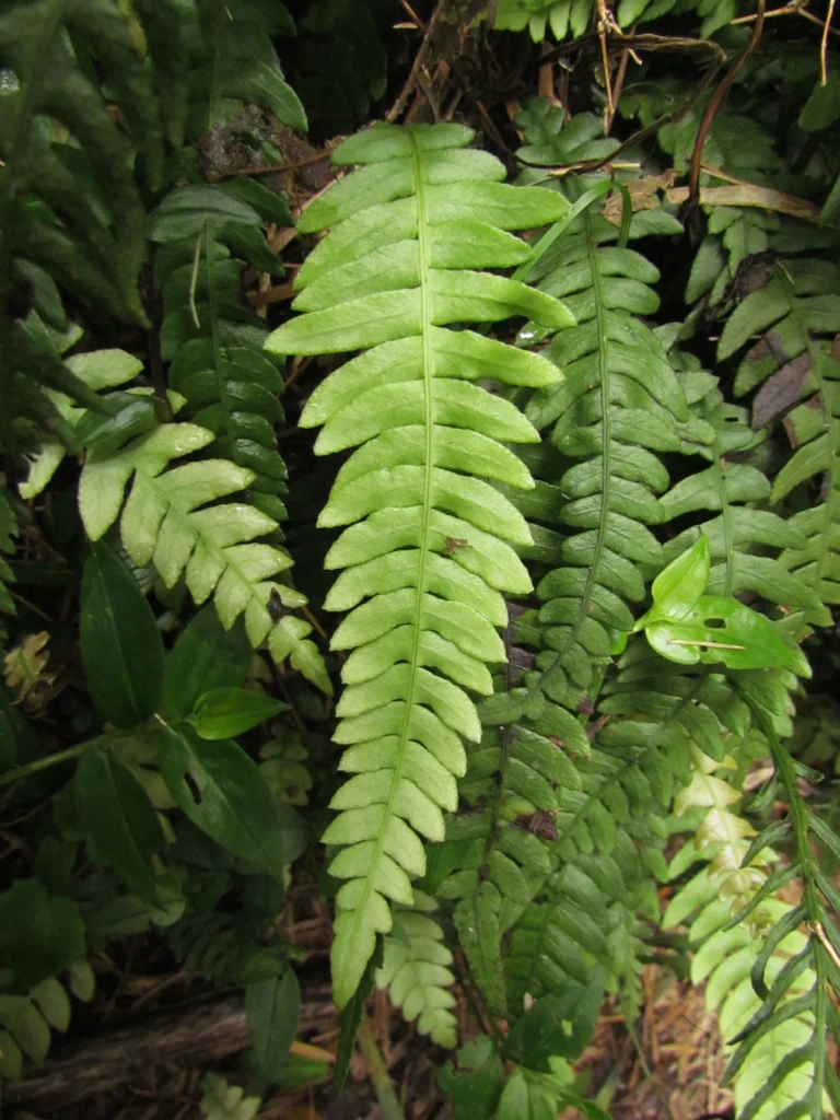 Austroblechnum penna-marina (6)