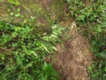 Austroblechnum penna-marina (5)