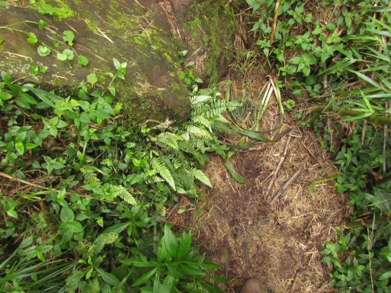 Austroblechnum penna-marina (5)