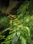 Austroblechnum lehmannii (8)