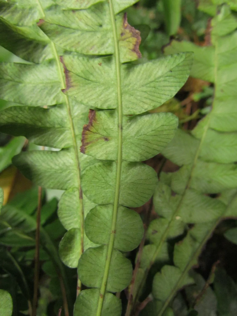 Austroblechnum lehmannii (9)