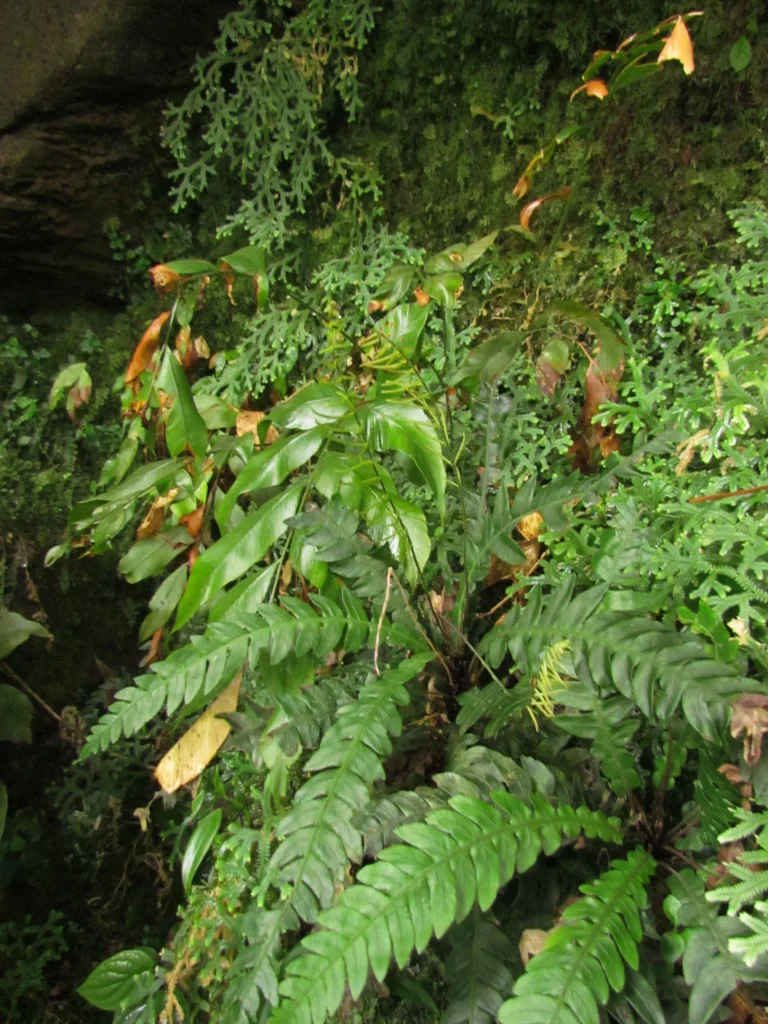 Austroblechnum lehmannii (3)
