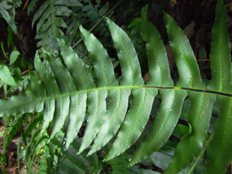 Austroblechnum divergens (16)