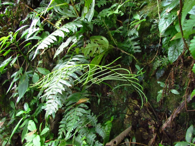 Austroblechnum divergens (15)