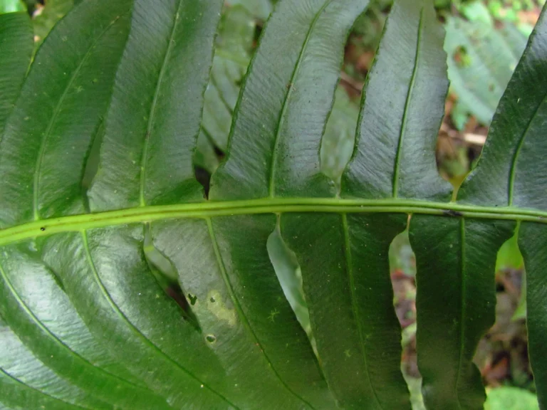 Austroblechnum divergens (14)