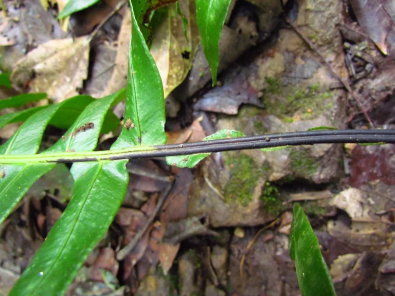 Austroblechnum divergens (7)