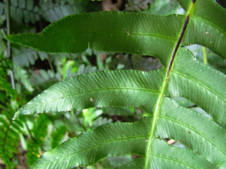 Austroblechnum divergens (1)