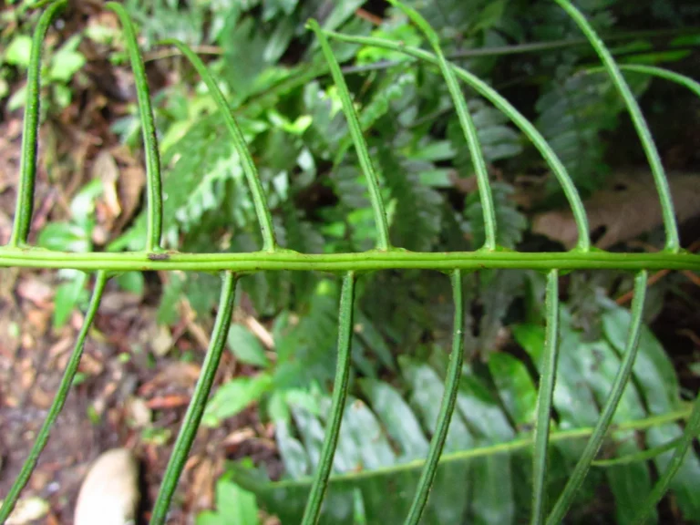 Austroblechnum divergens (2)