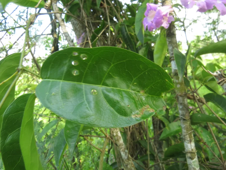 Bignonia binata (11)