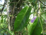 Bignonia binata (8)