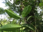 Bignonia binata (9)