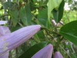 Bignonia binata (4)