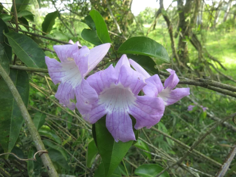 Bignonia binata (2)