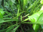 Dieffenbachia seguineae (4)