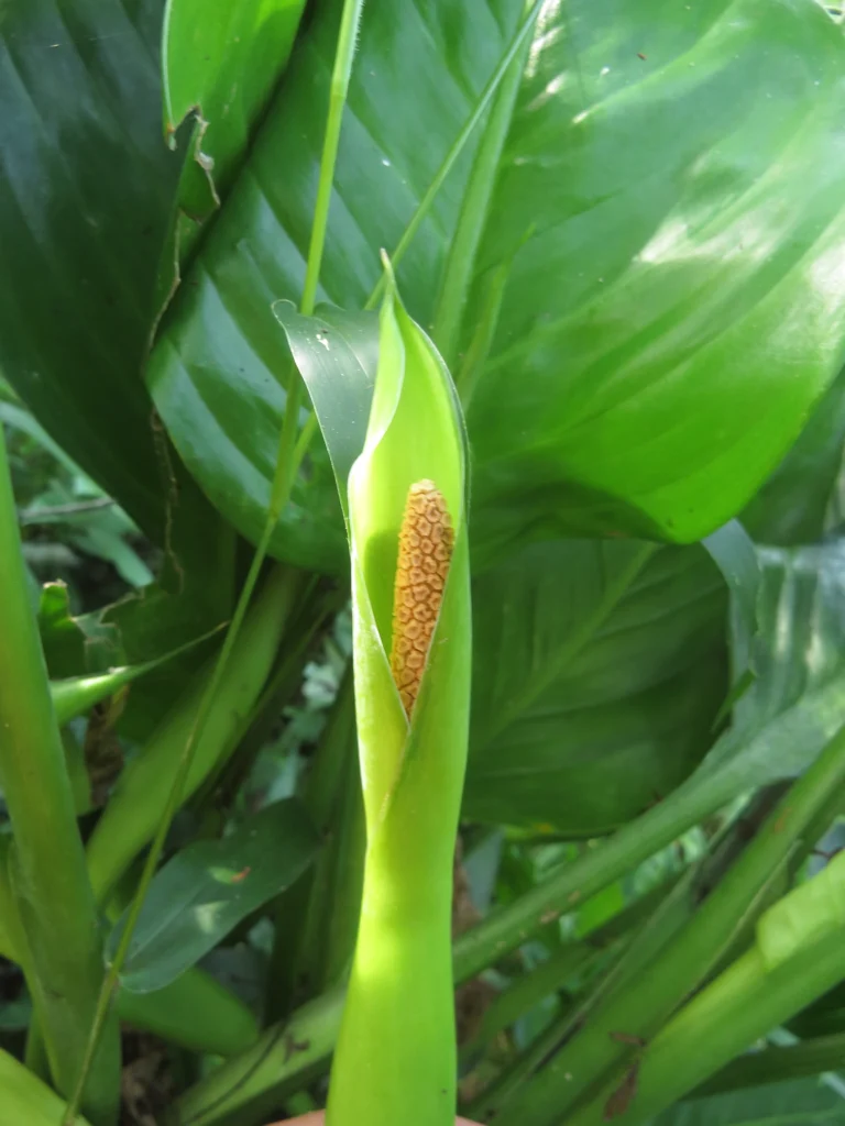 Dieffenbachia seguineae (5)