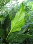 Dieffenbachia seguineae (3)