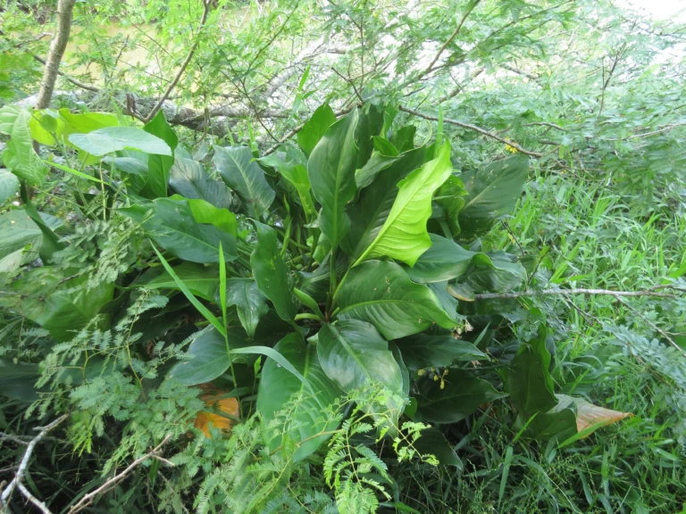 Dieffenbachia seguineae (1)
