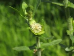 Enydra fluitans (10)