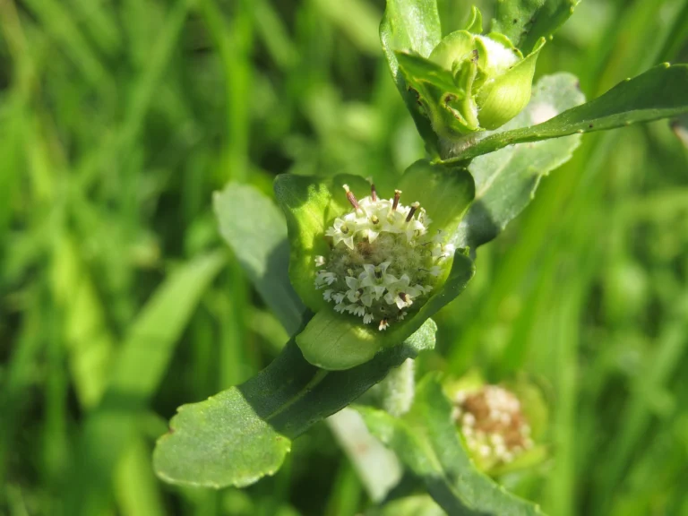 Enydra fluitans (3)