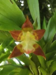 Huntleya meleagris (1)