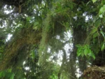 Tillandsia usneoides (12)
