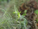 Tillandsia usneoides (9)