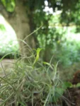 Tillandsia usneoides (5)