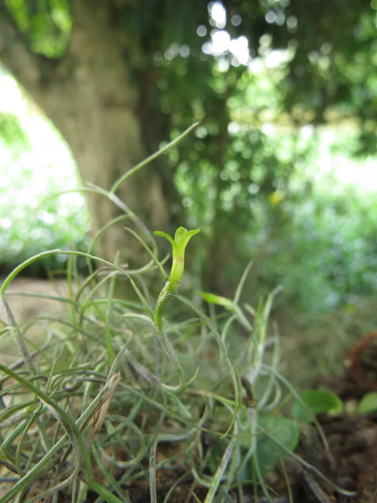 Tillandsia usneoides (5)