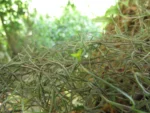Tillandsia usneoides (4)
