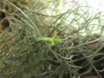 Tillandsia usneoides (2)