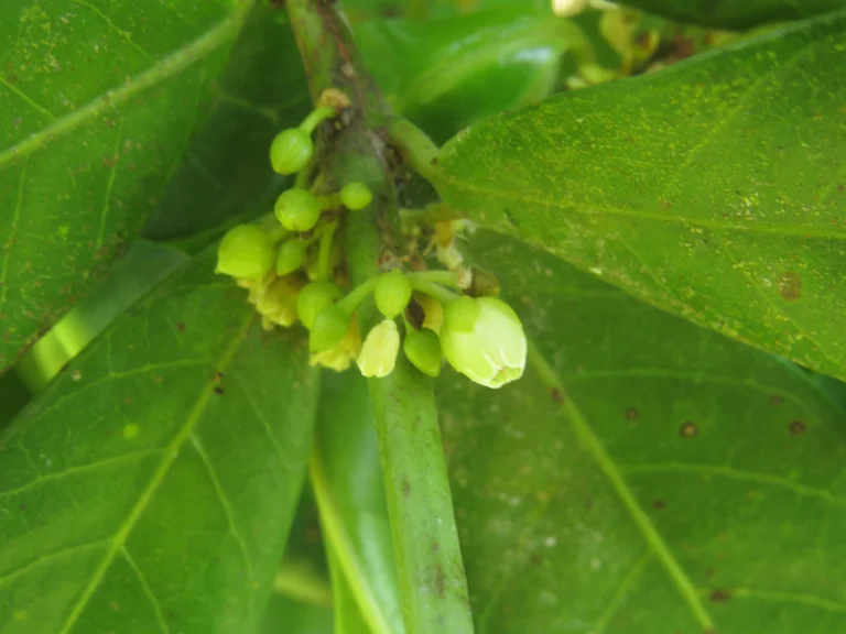 Pouteria beaurepairei (6)
