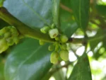 Pouteria beaurepairei (5)