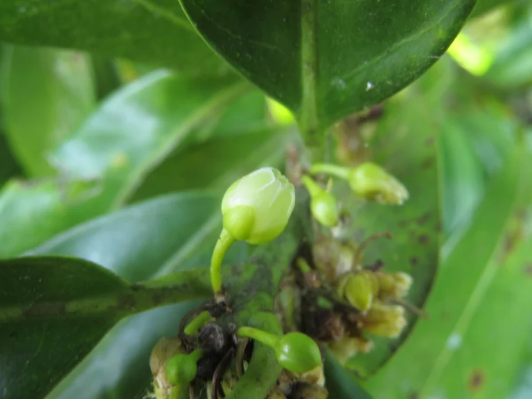 Pouteria beaurepairei (1)