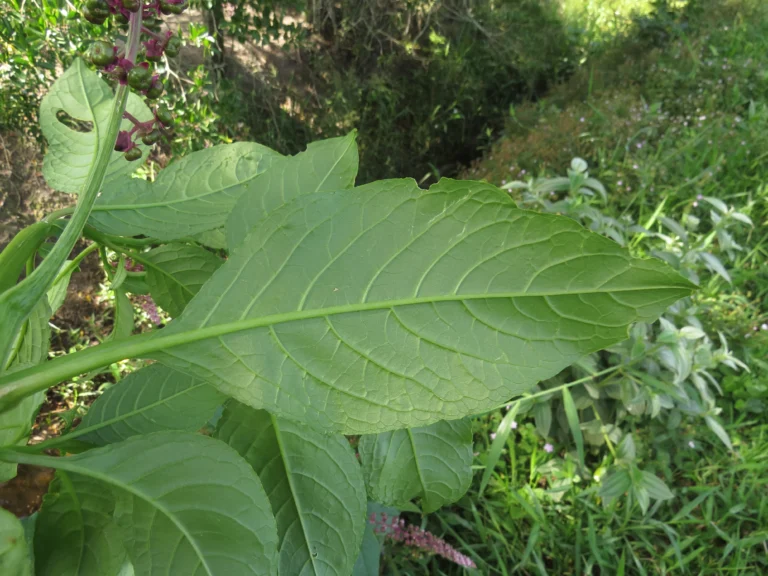 Phytolacca thyrsiflora (16)