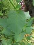 Phytolacca thyrsiflora (14)