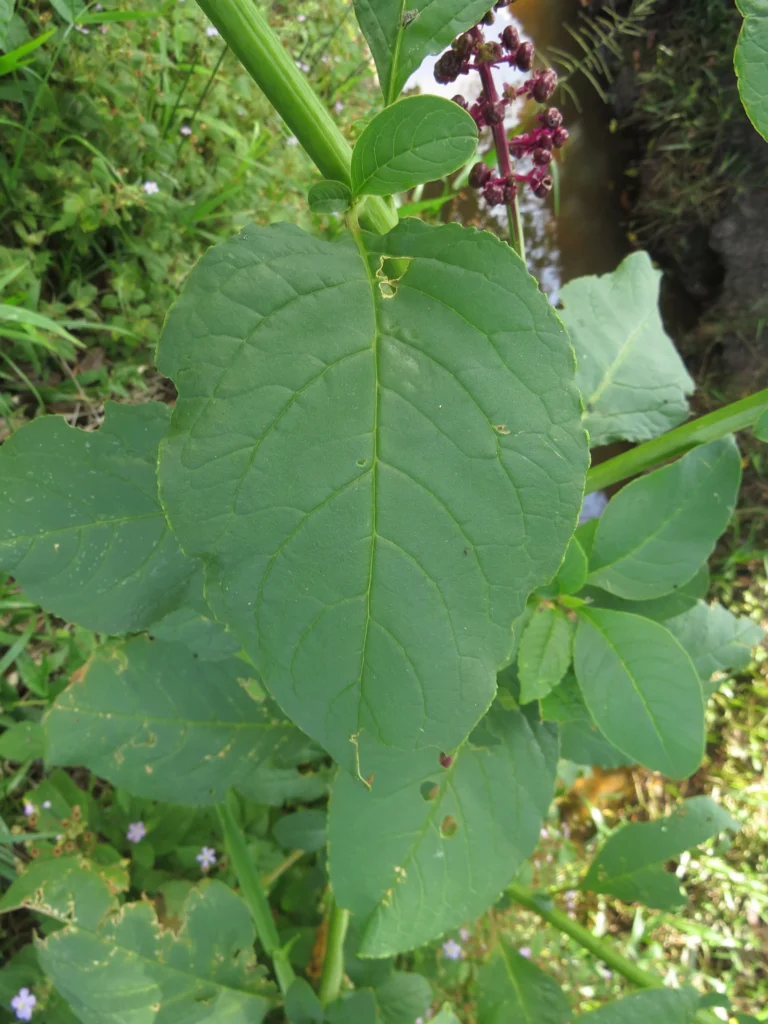 Phytolacca thyrsiflora (14)