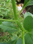 Phytolacca thyrsiflora (15)